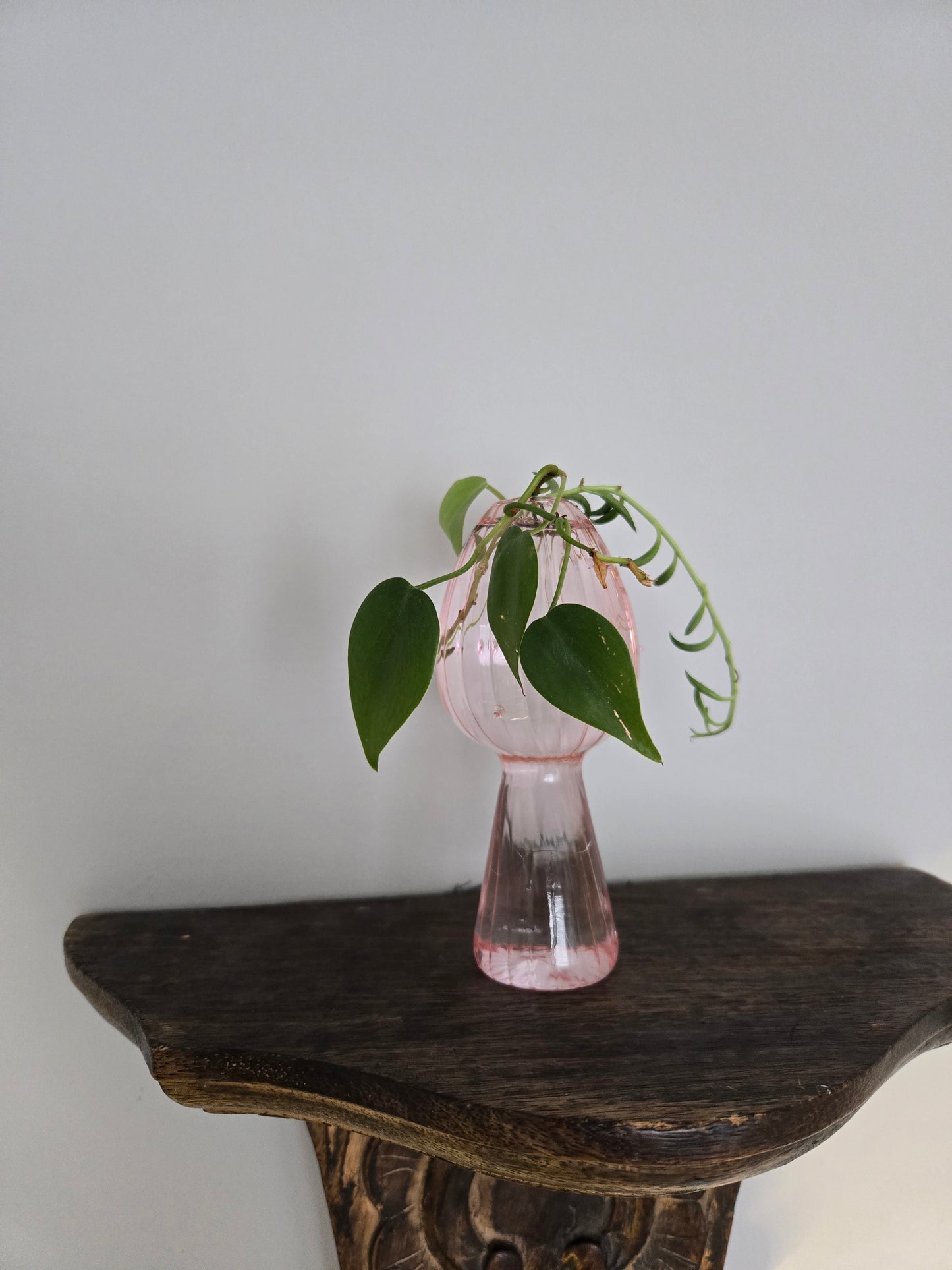 Pink and Green Mushroom Arrangement