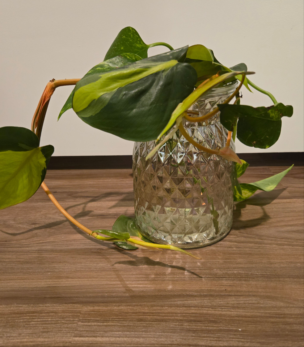 Irradescent Vase w/ Brazil Philodendron