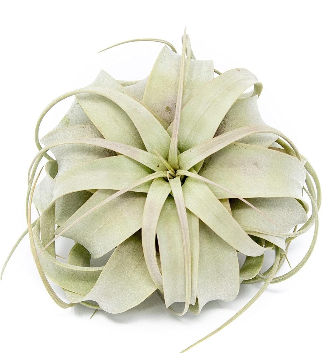 Xerographica Air Plant in Tea Cup