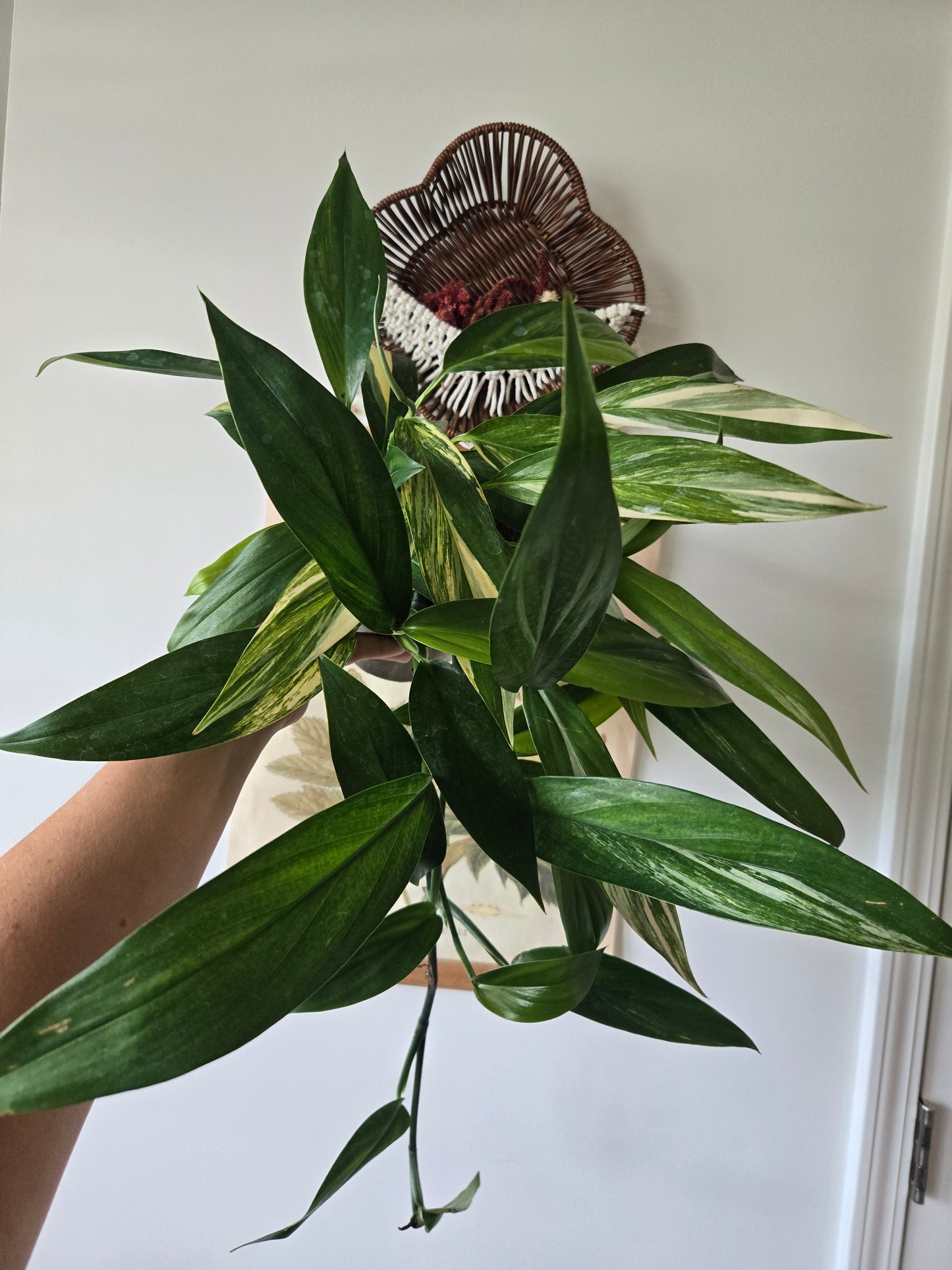 Epipremnum amplissimum Variegated