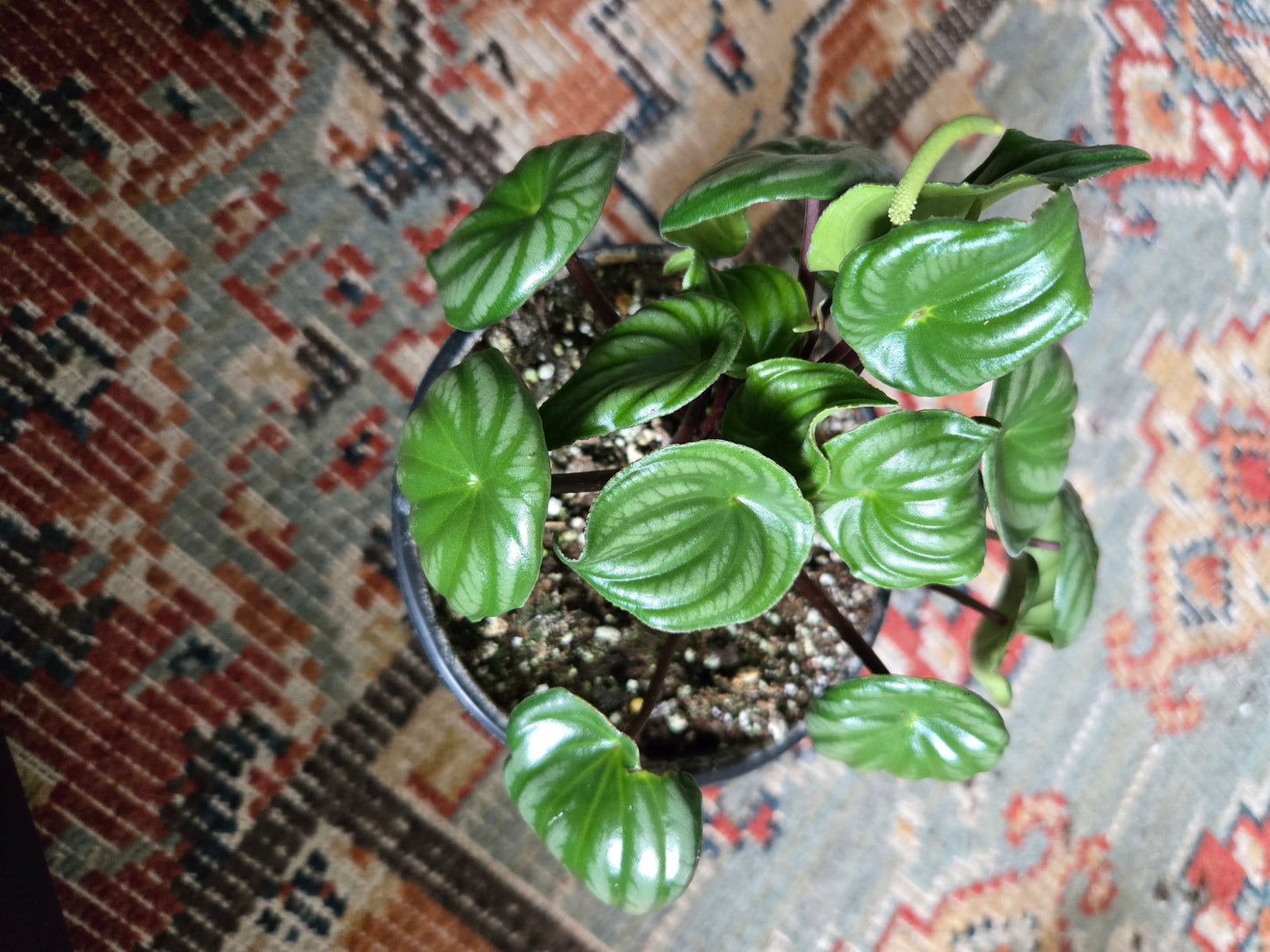 Watermelon Peperomia