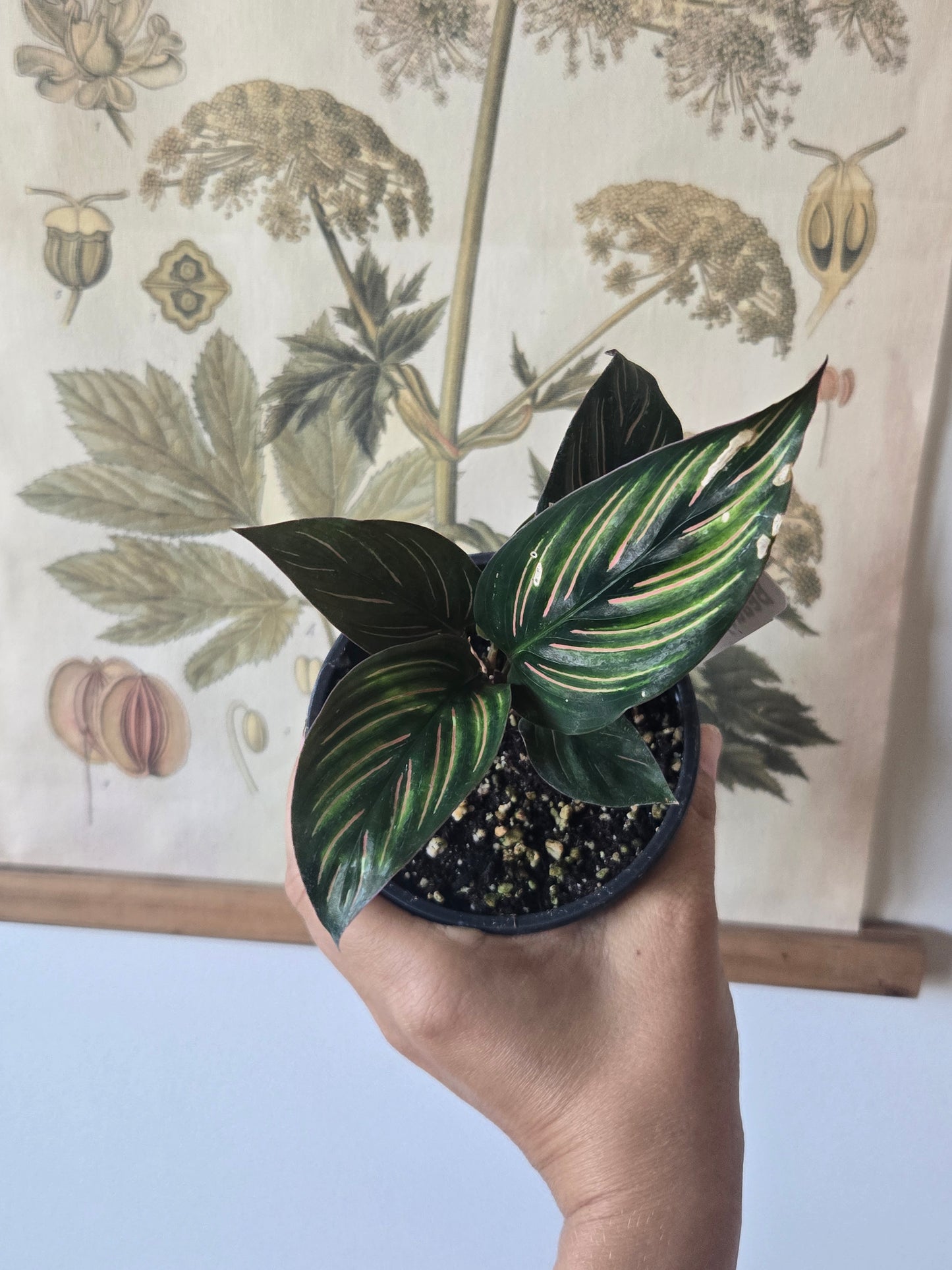 Calathea Beauty Star