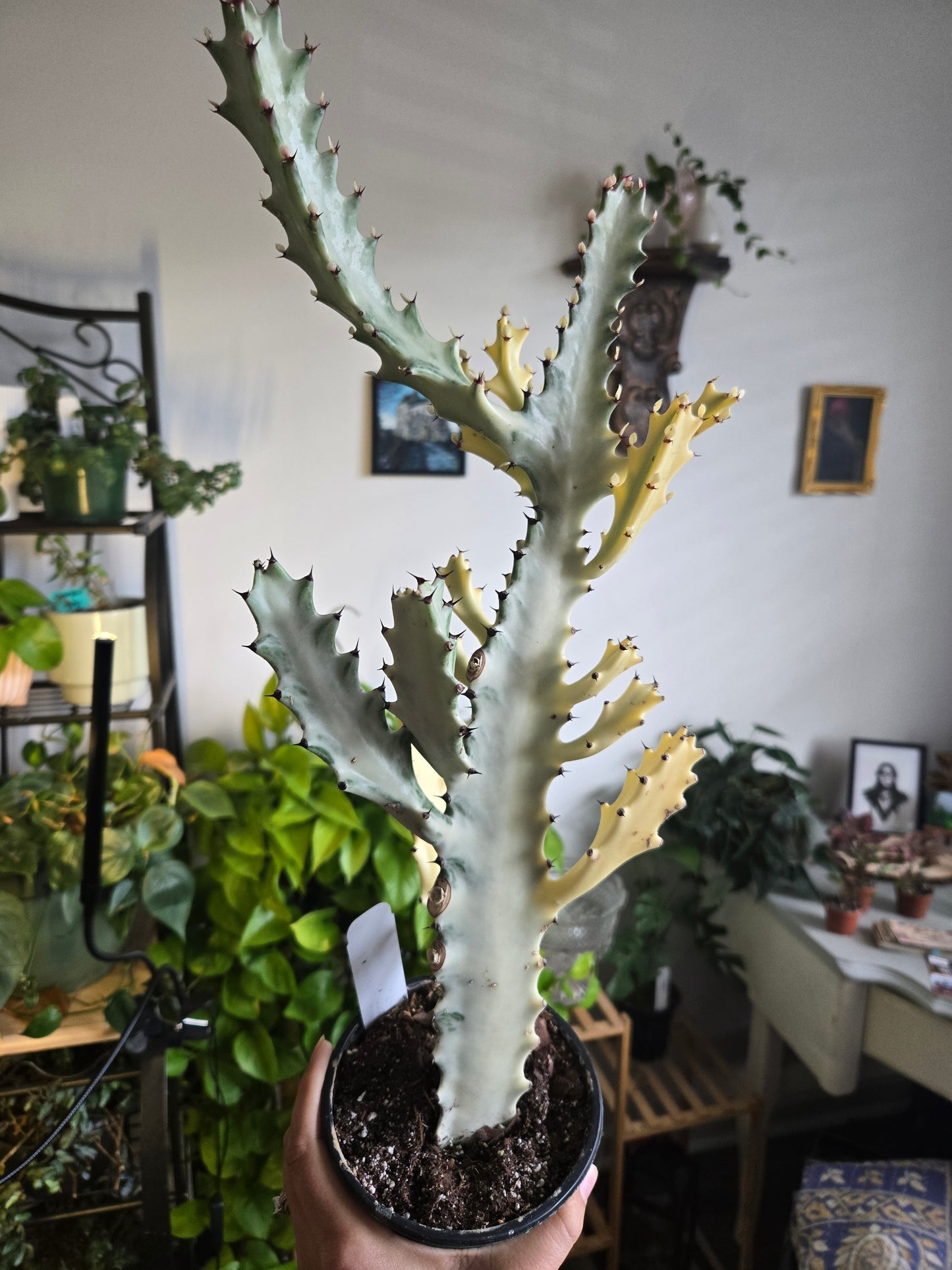 Ghost Cactus Medium