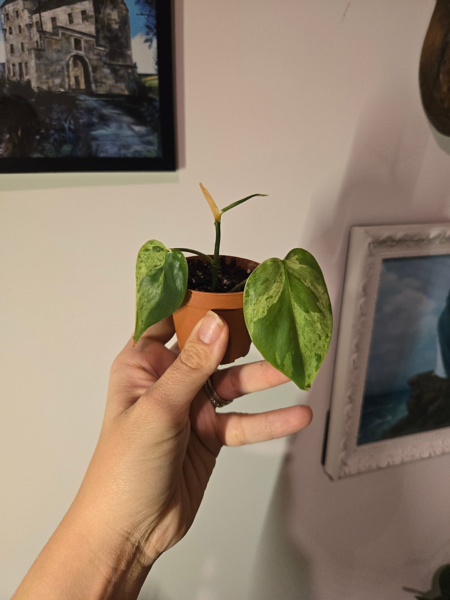 Variegated Heart Leaf philodendron