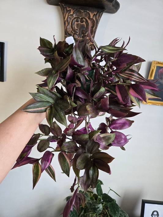 Tradescantia Tricolor