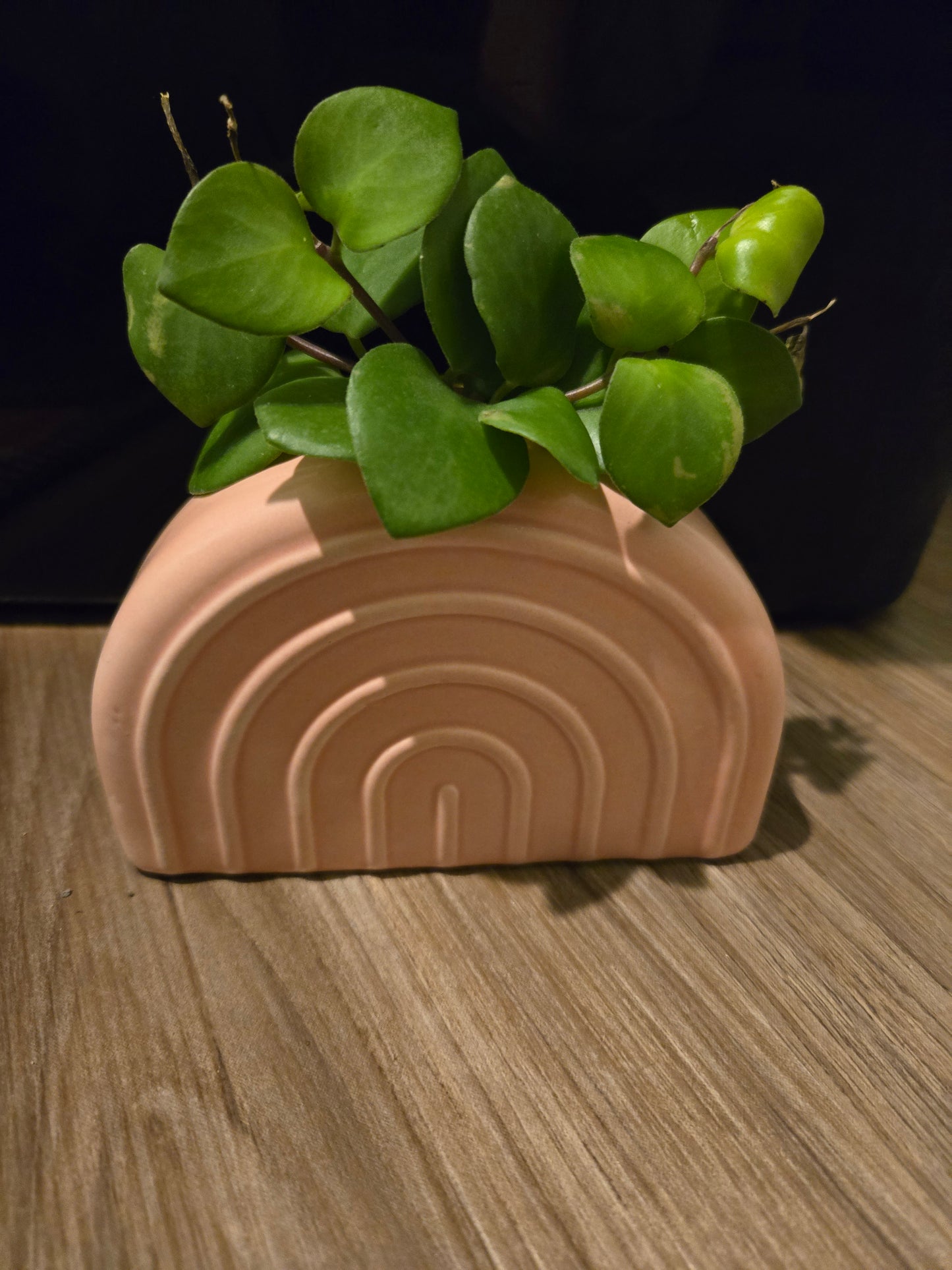 Pink Rainbow w/Pink Nerve Plant