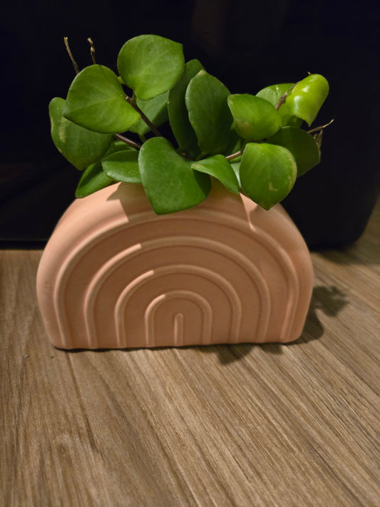 Pink Rainbow w/Pink Nerve Plant