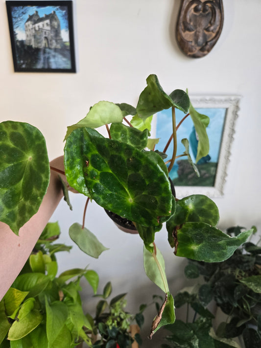 Begonia Kingiana