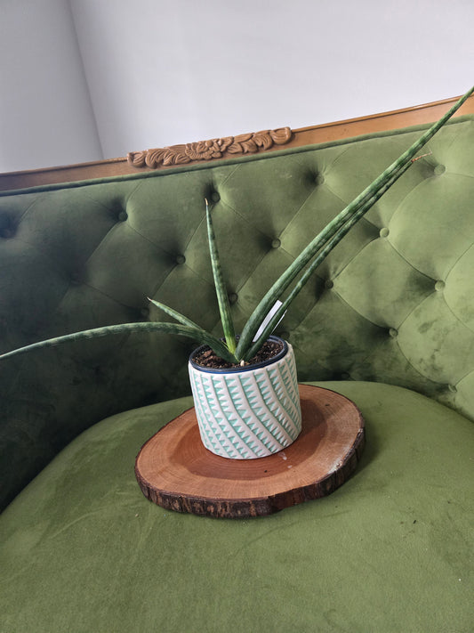 Sansevieria Starpower w/Pot
