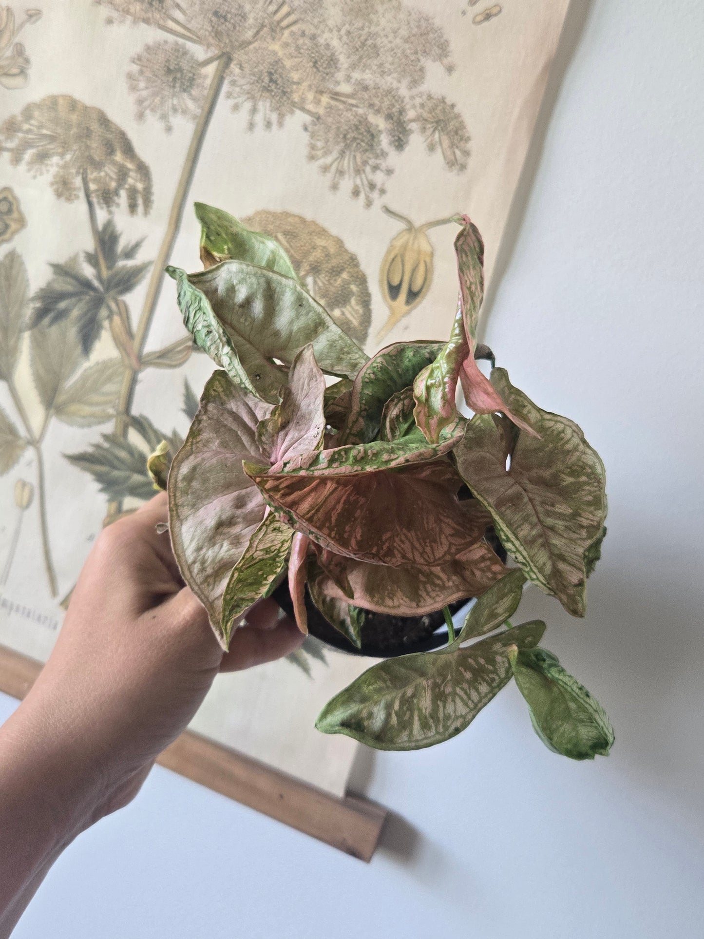 SYNGONIUM PINK CHAMELEON