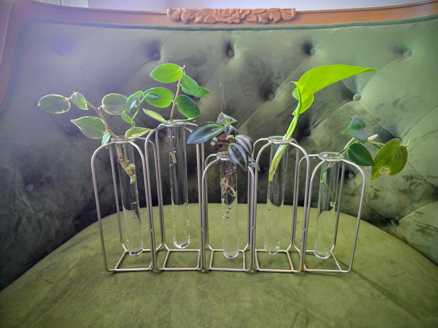 Large Propagation Station w/Plants