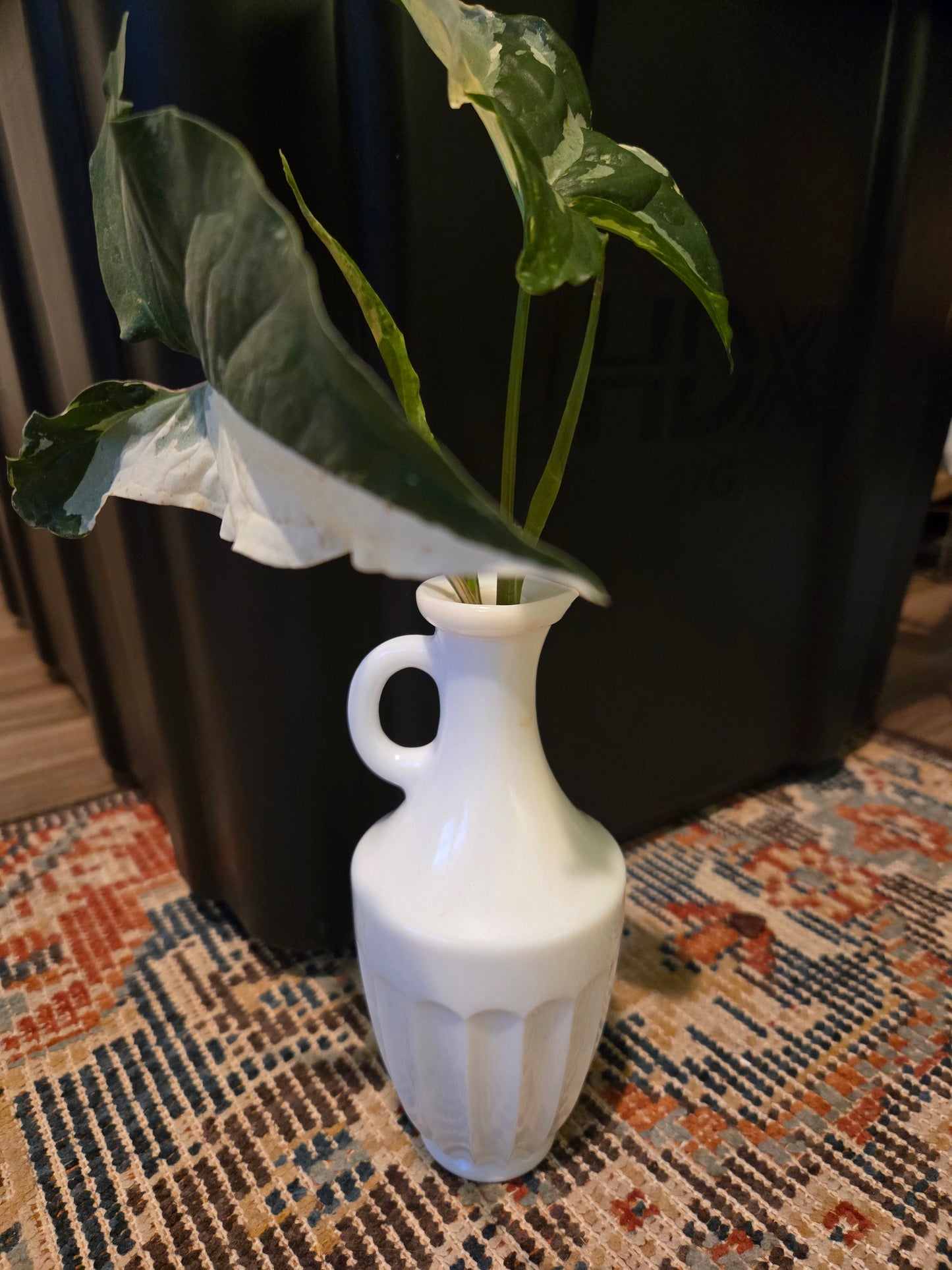 Syngonium Albo in Milk Glass