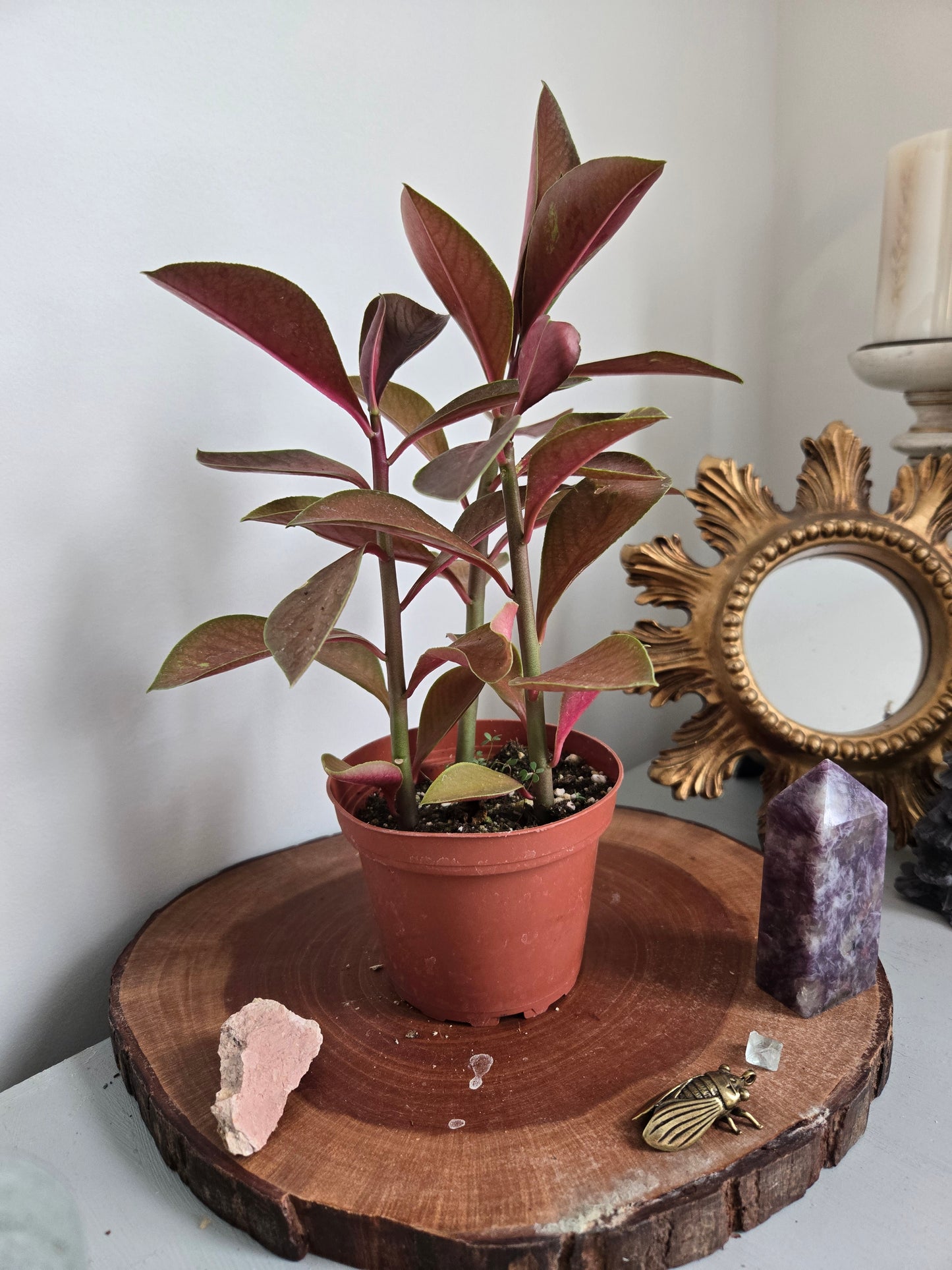 African Milk Plantin Antique Pot