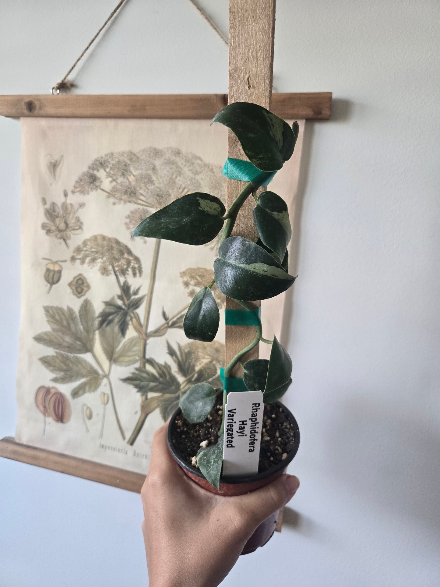 Variegated Rhaphidofera