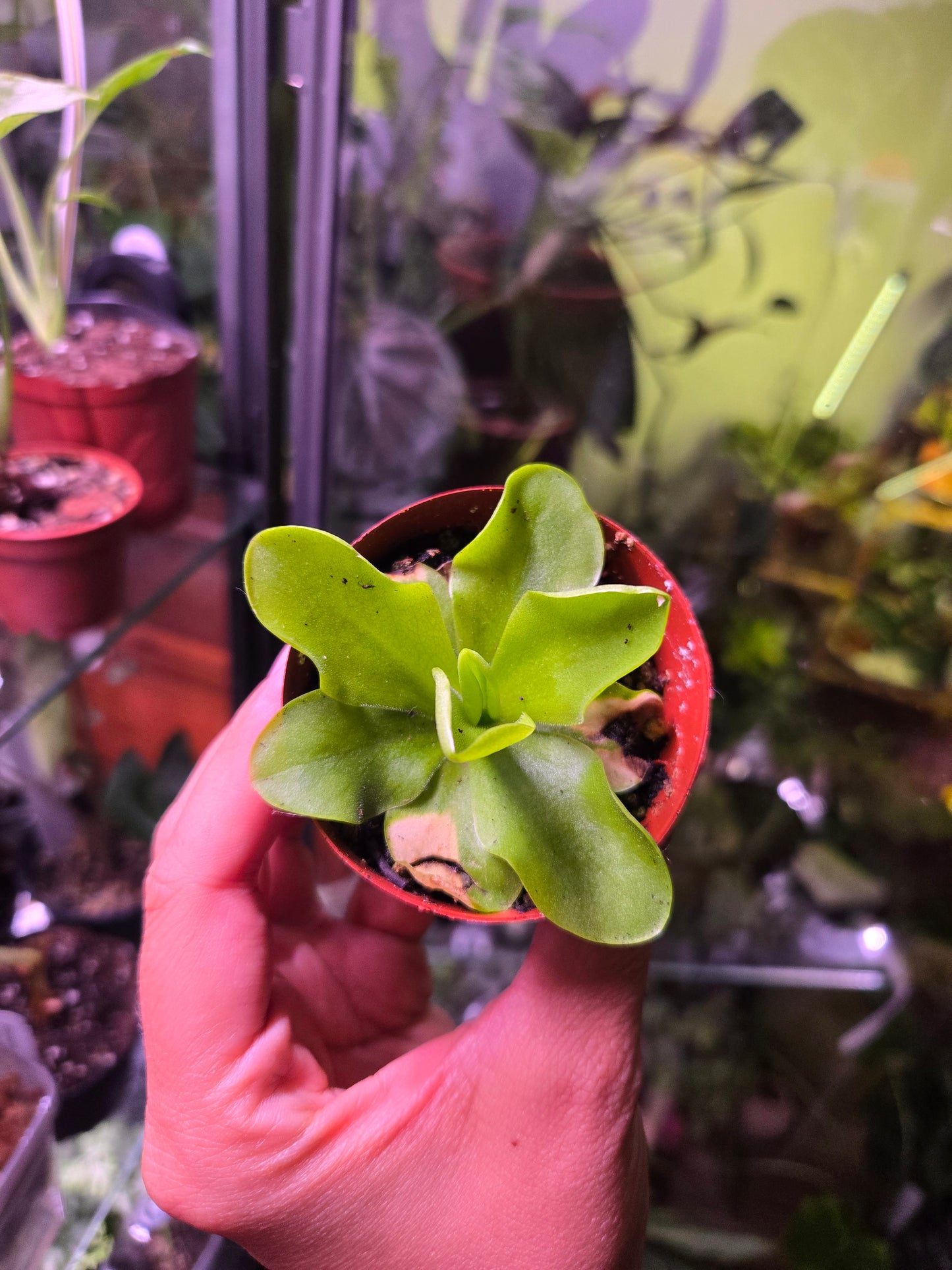 Pinguicula/Butterwort
