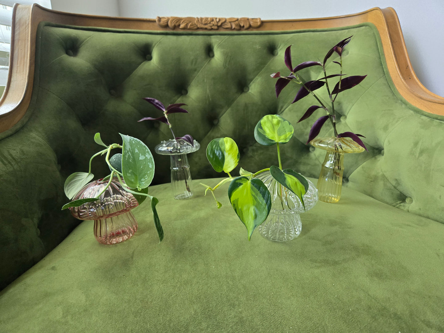 Mushroom Propagation Containers With Plant Start