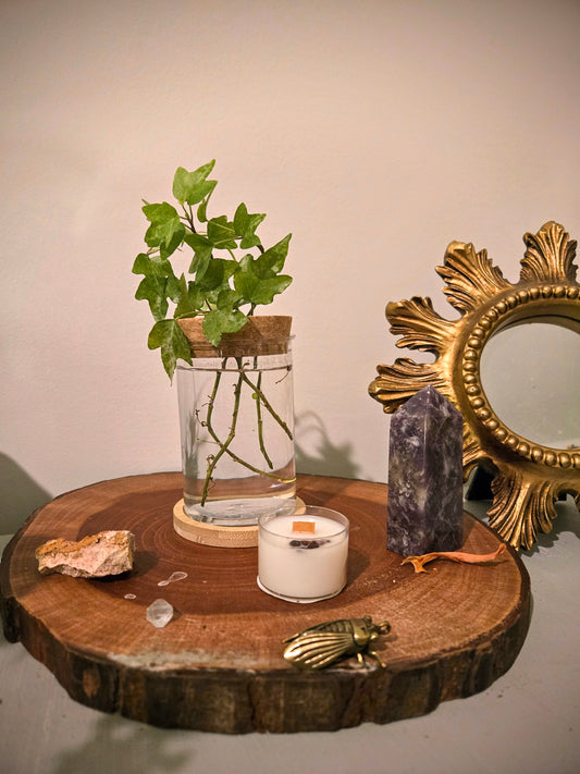 Boho Water Culture Mystery Plant Starts