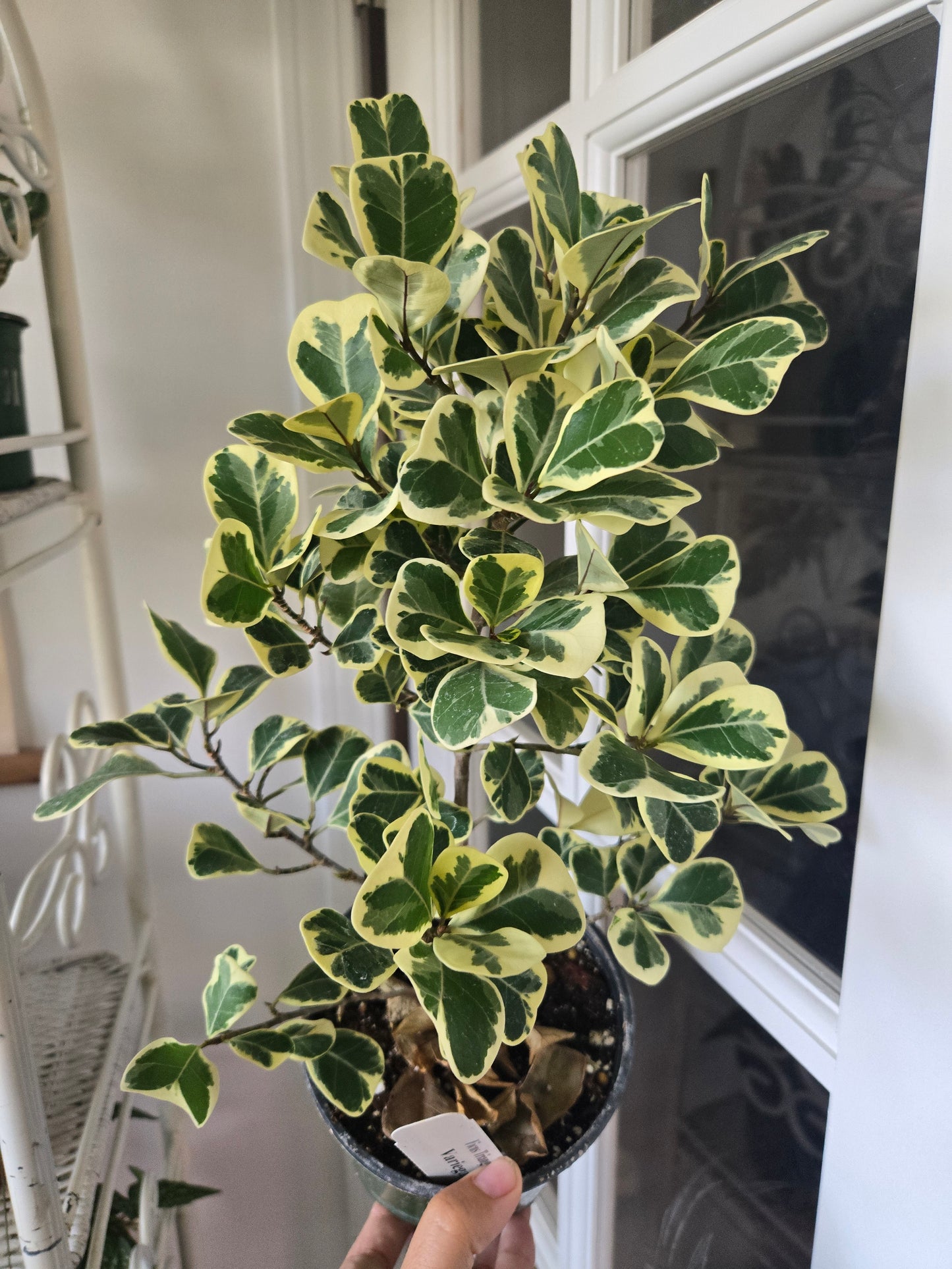 Variegated Ficus/ Triangularis