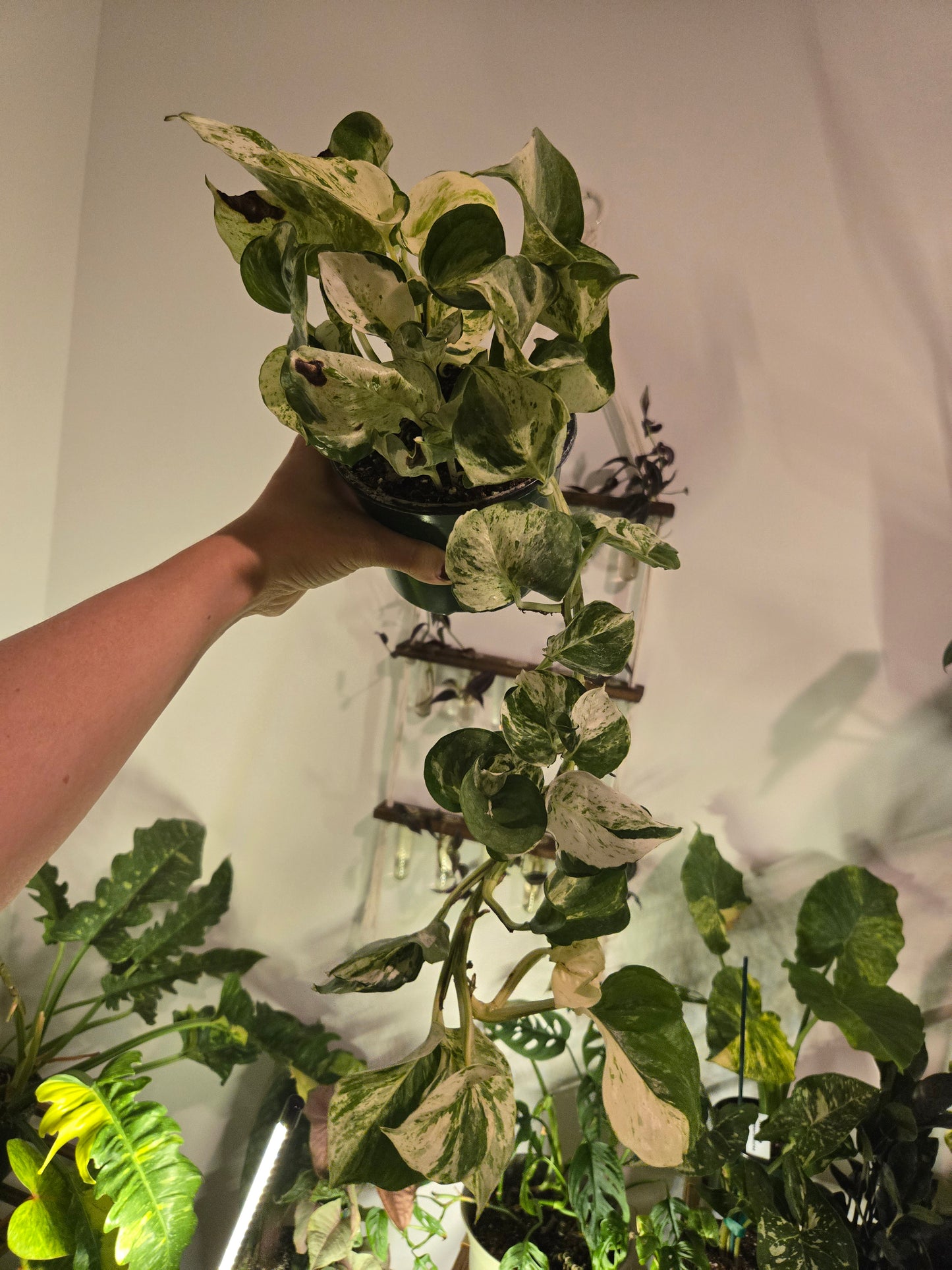 Epipremnum Aureum 'manjula Compacta'