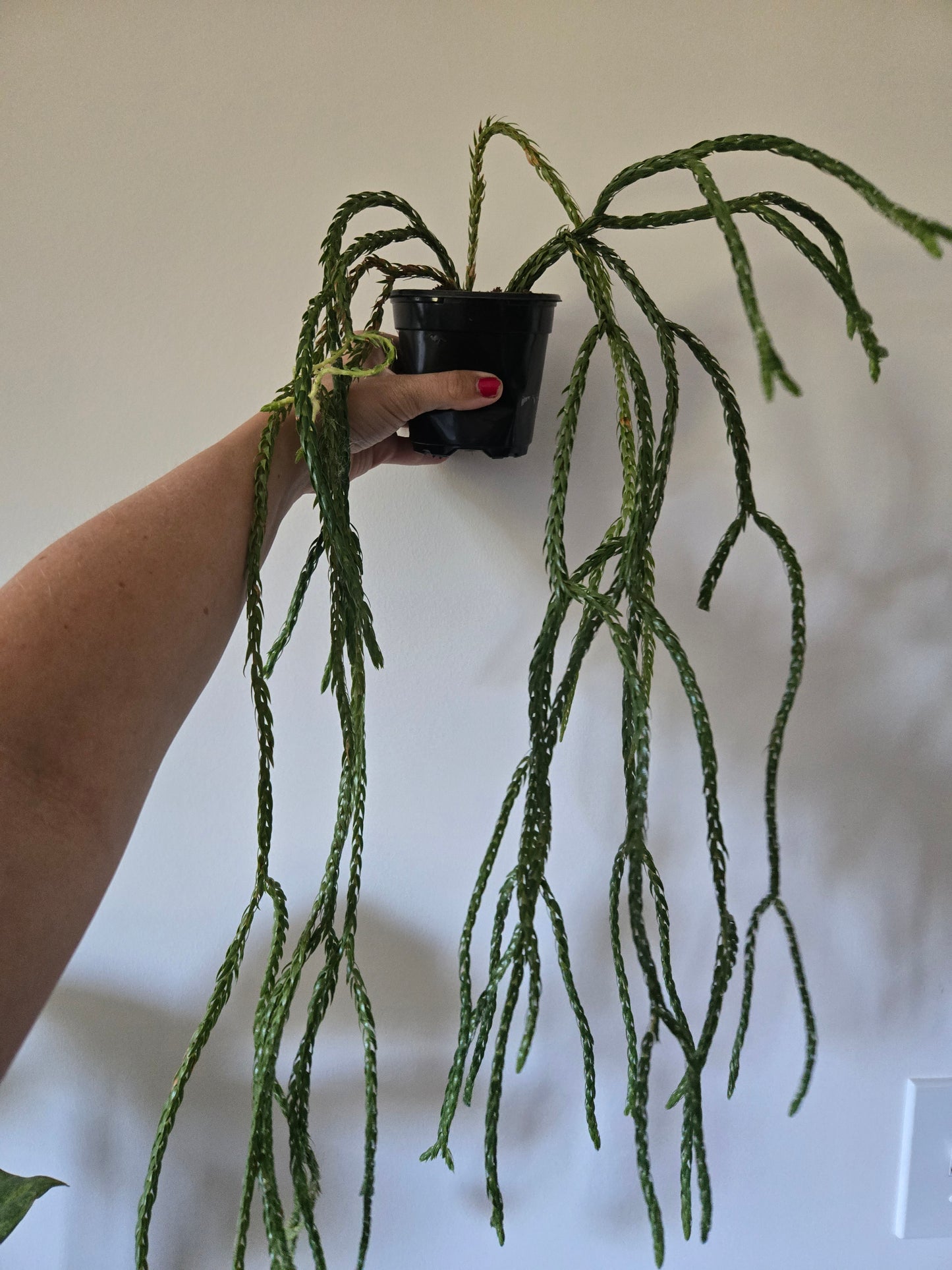Huperzia Hang Hong