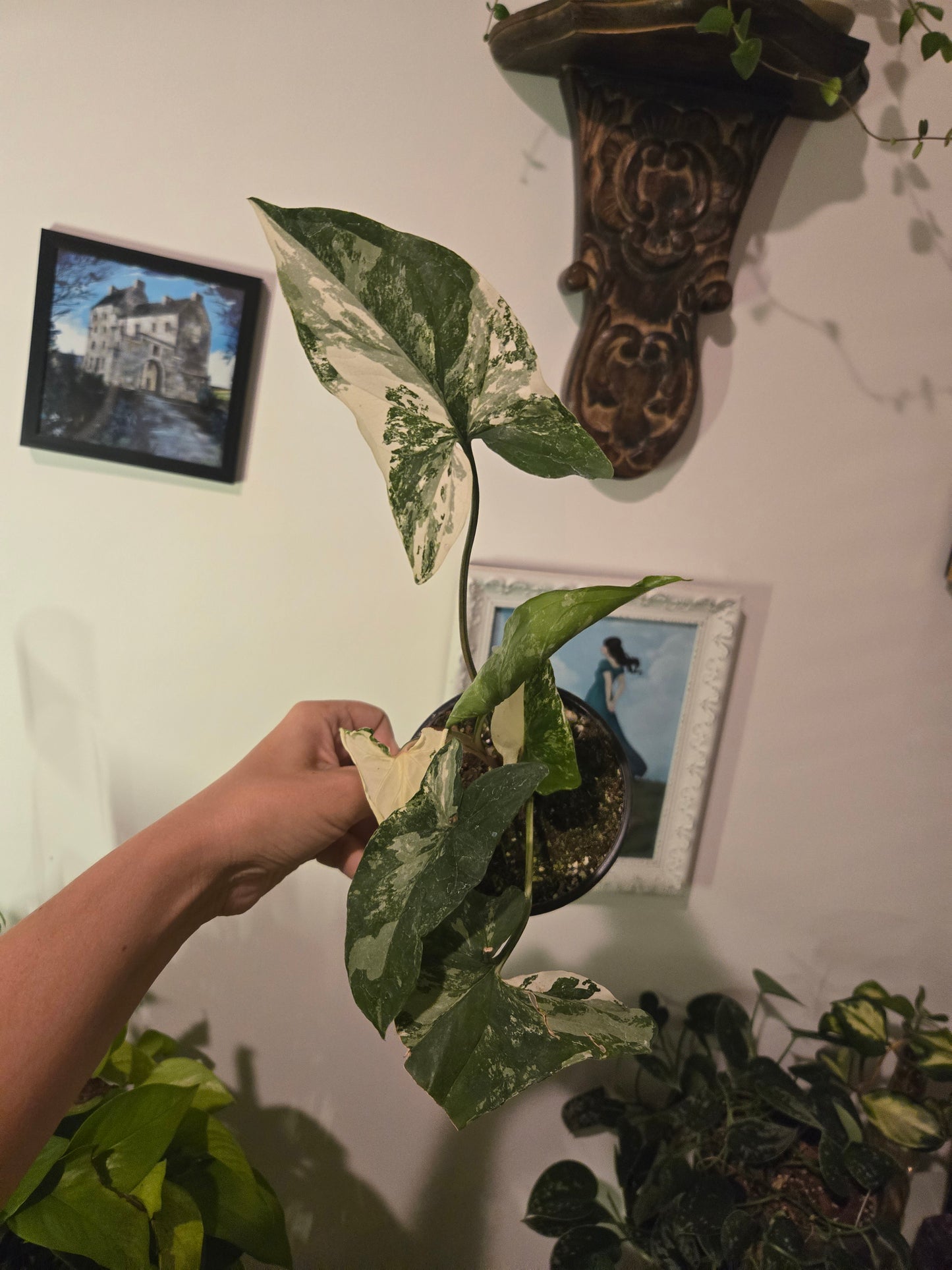 Syngonium French White