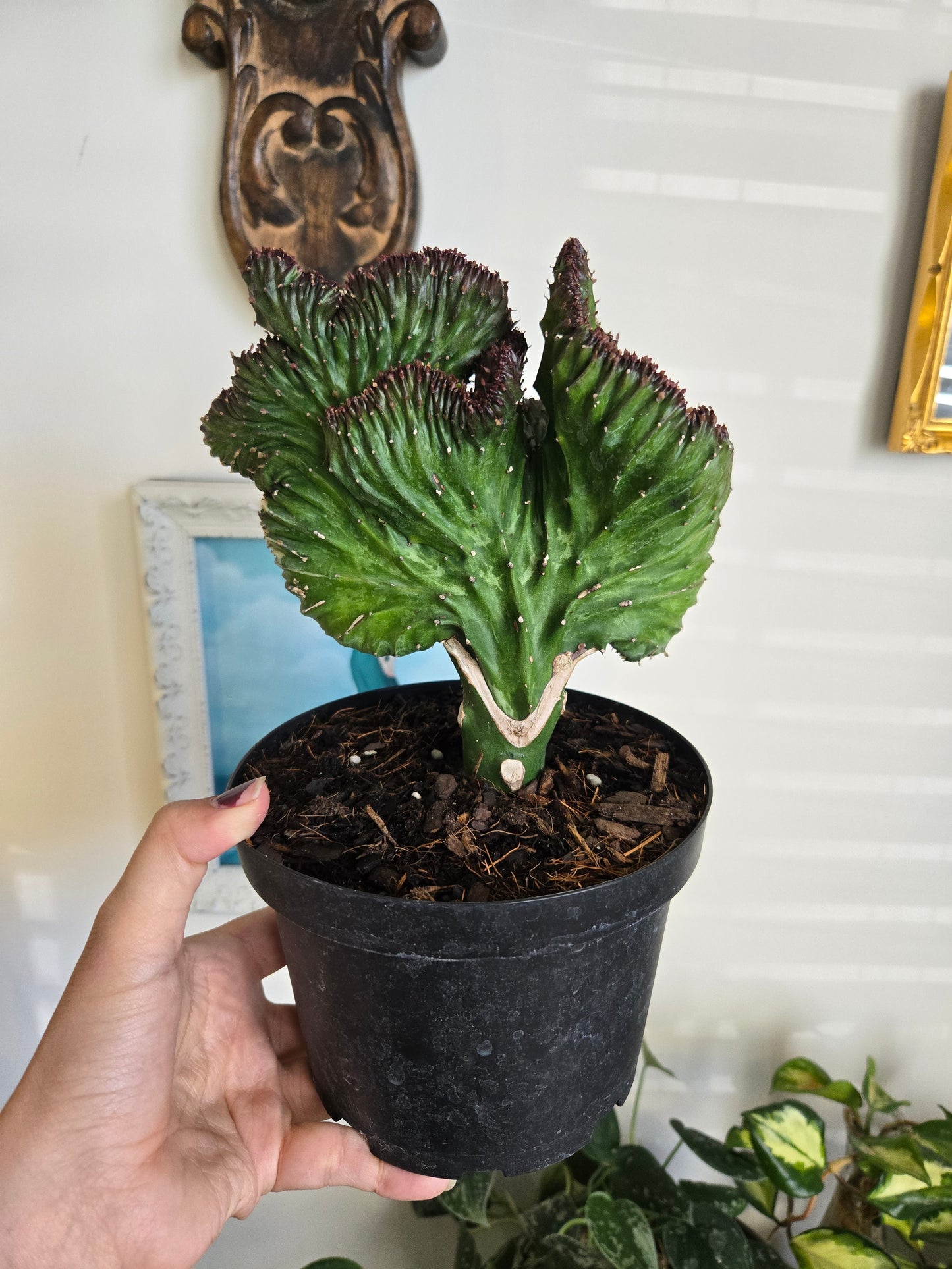Euphorbia Grafted- Mermaid Tail