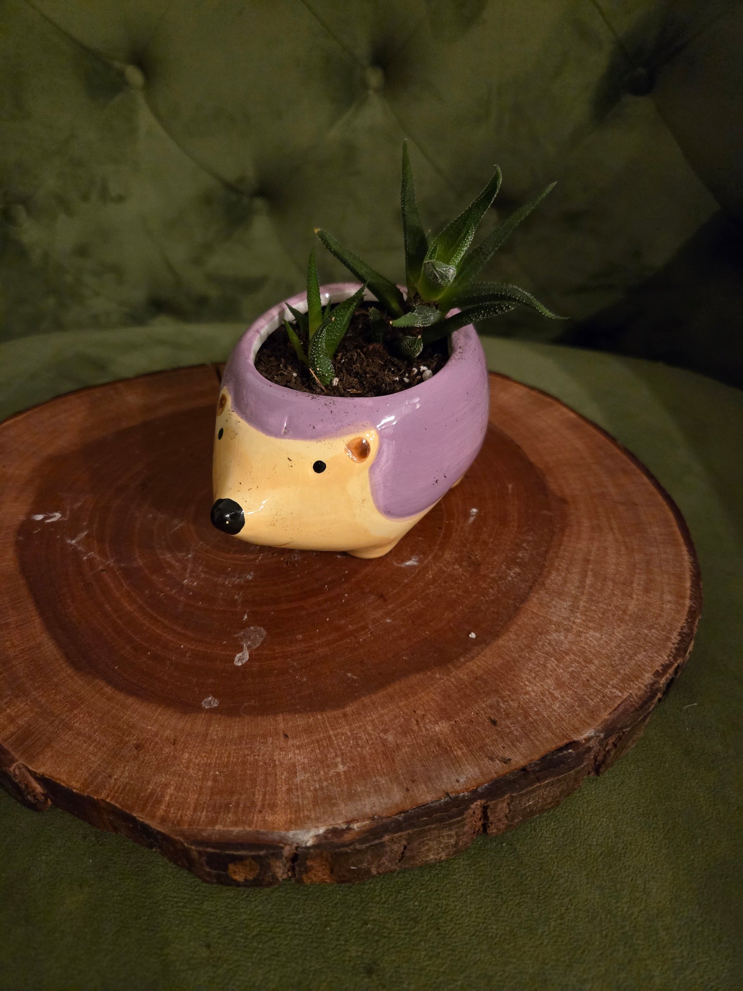 Hedgehog Succulent