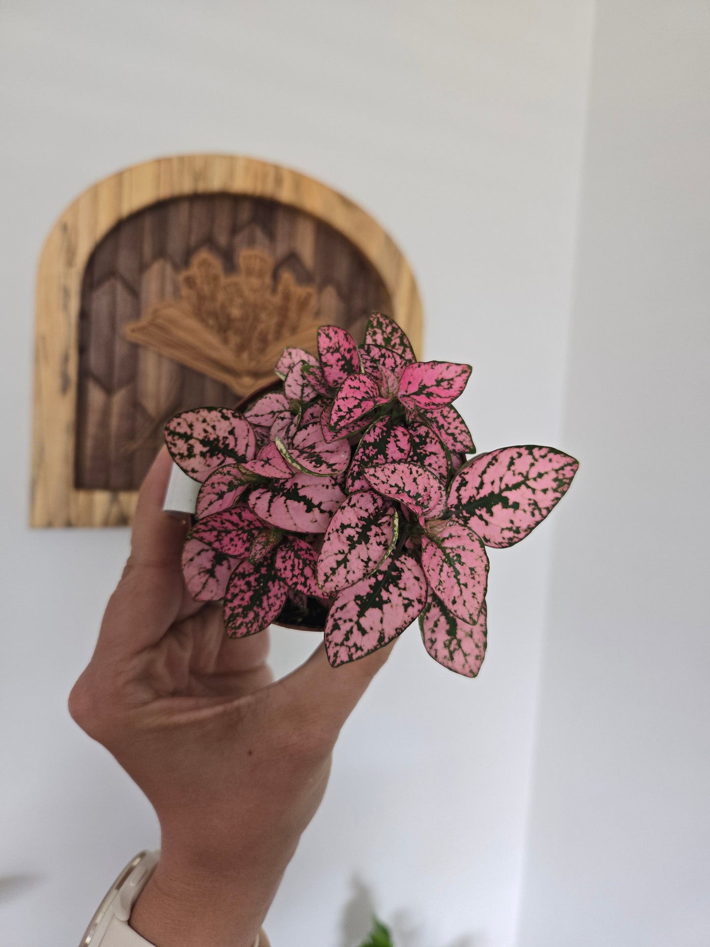 Pink Polka Dot Nerve Plant