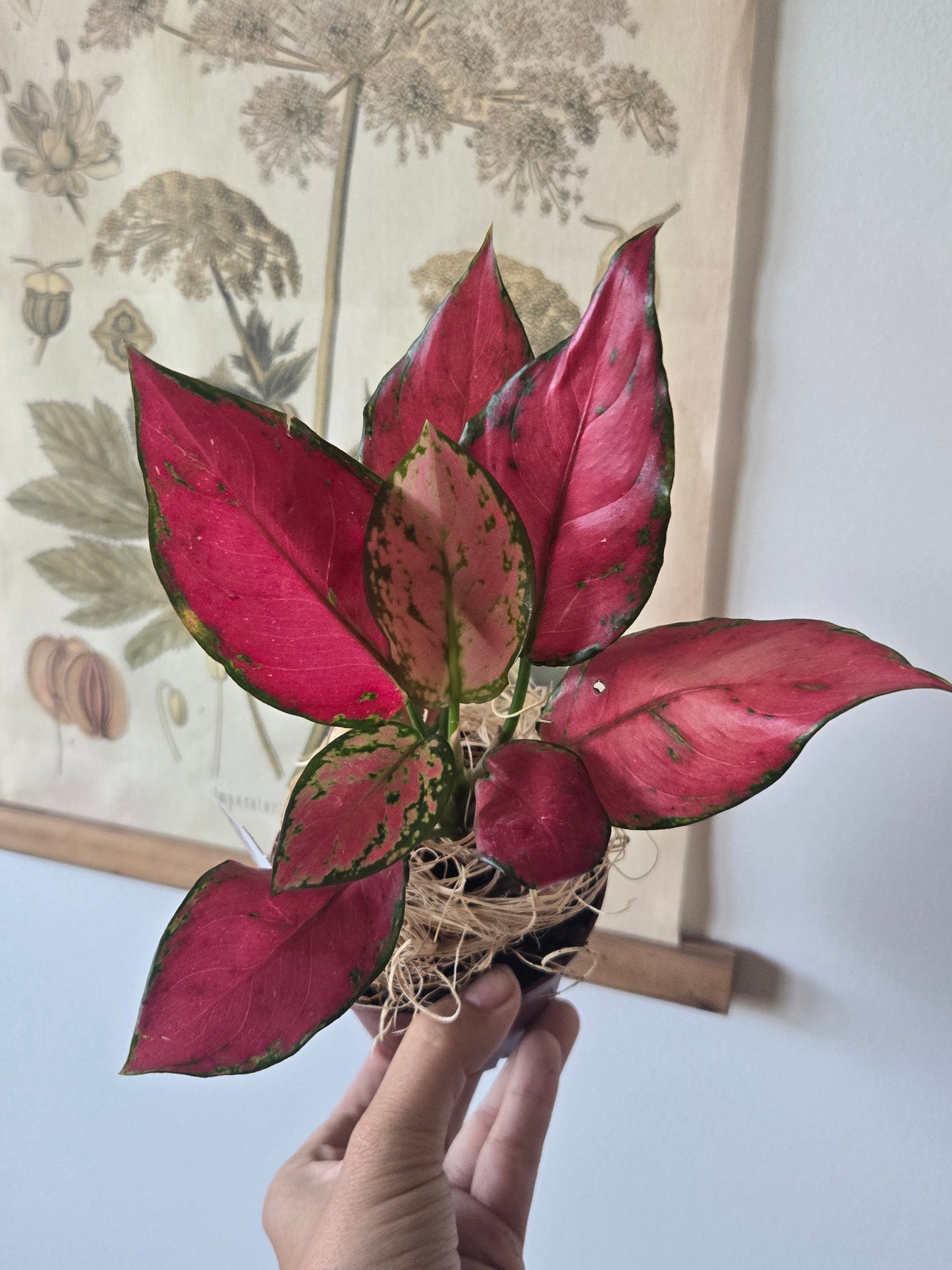 Aglaonema Ruby Garuda