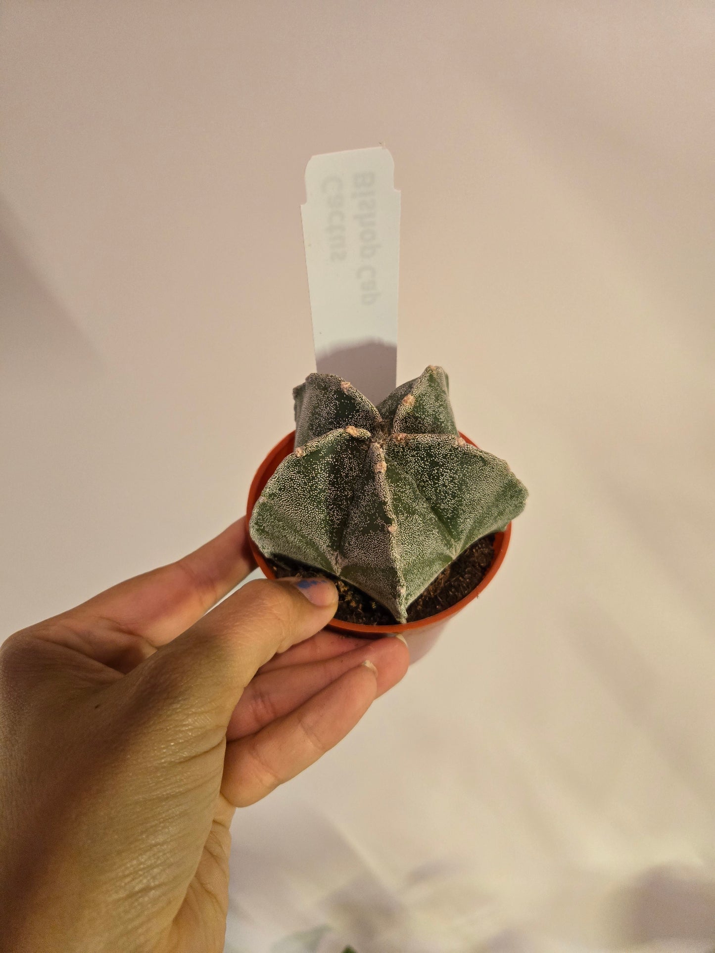 Cactus Bishop Cap