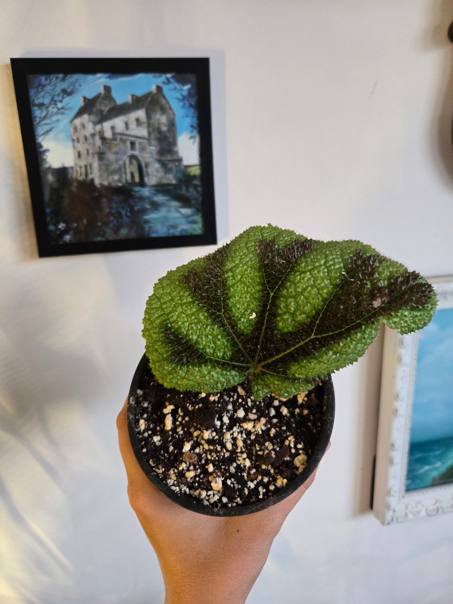 Iron Cross Begonia