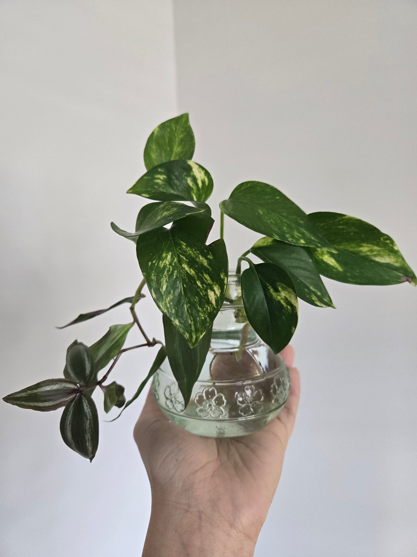 Small Green Arrangement
