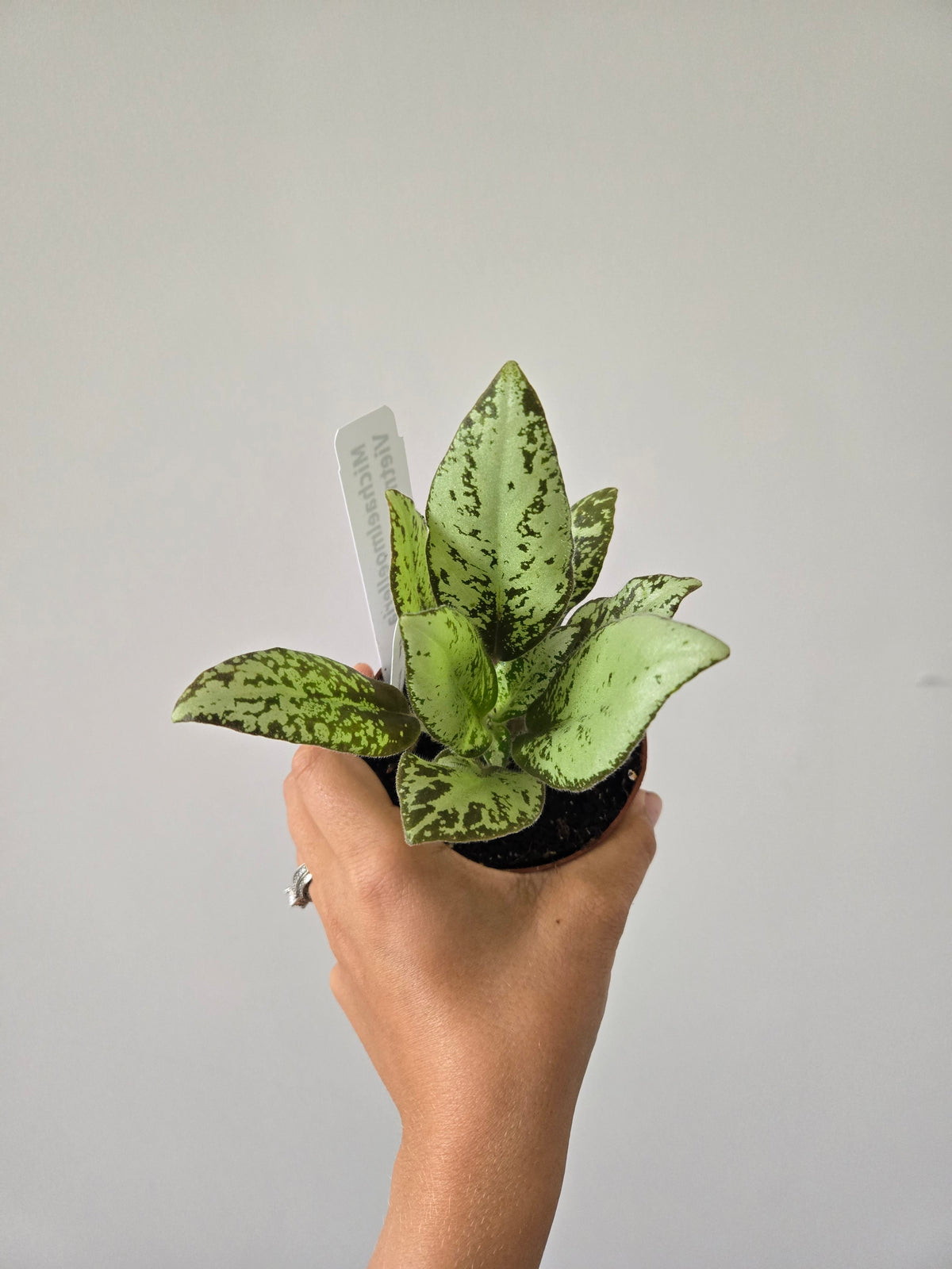 Michaelmoelleria Vietnamensis