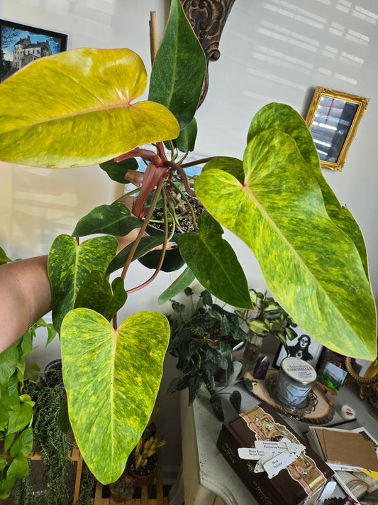 Painted Lady Philodendron