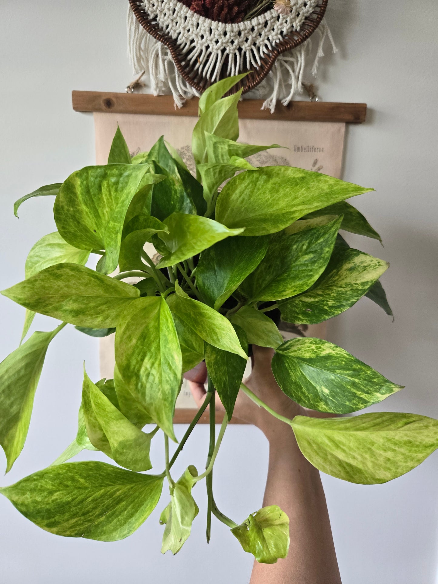 Pothos Neon Queen