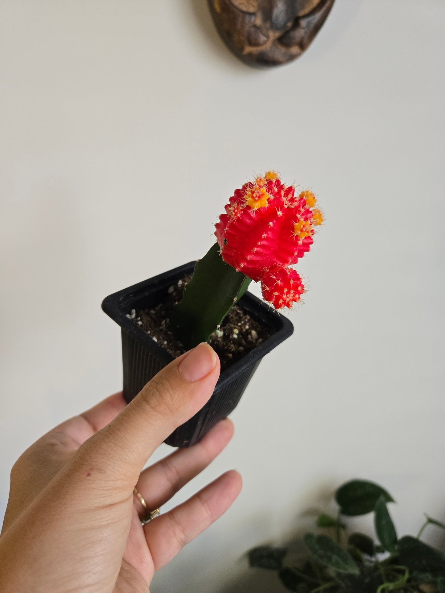 Colored Cacti