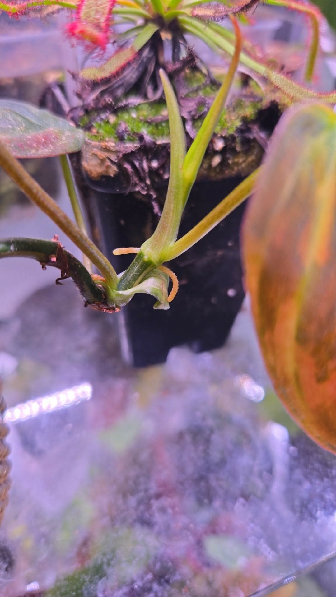 Philodendron Mican Red Ferrari