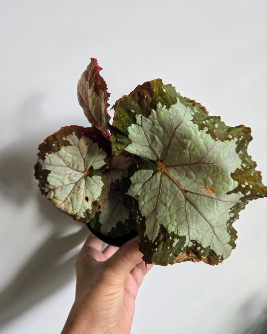 Jurassic Megalo Croc Rex Begonia