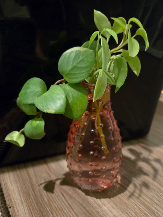 Pink Bubble Mini w/Hoya