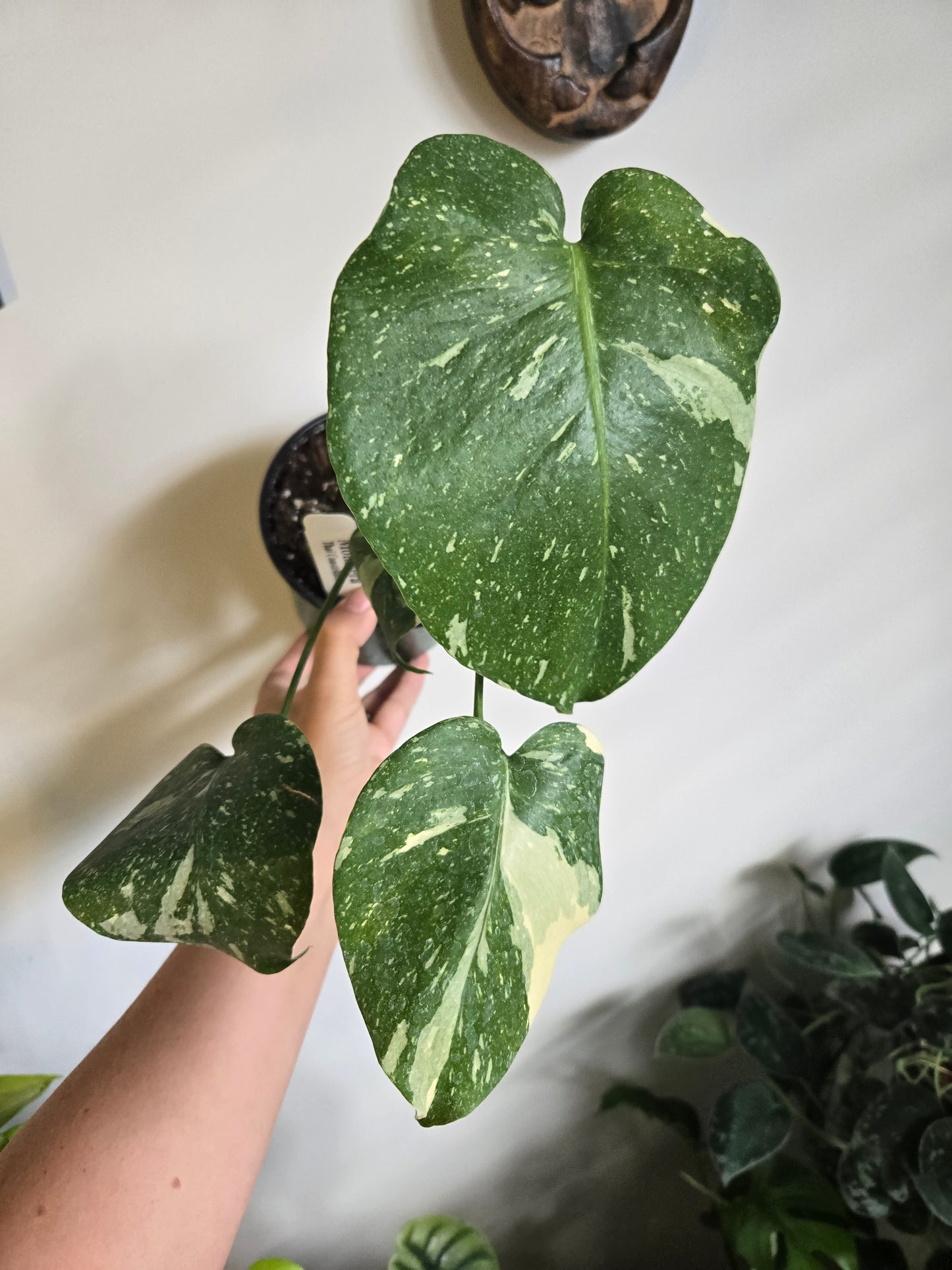 Monstera Thai Constellation