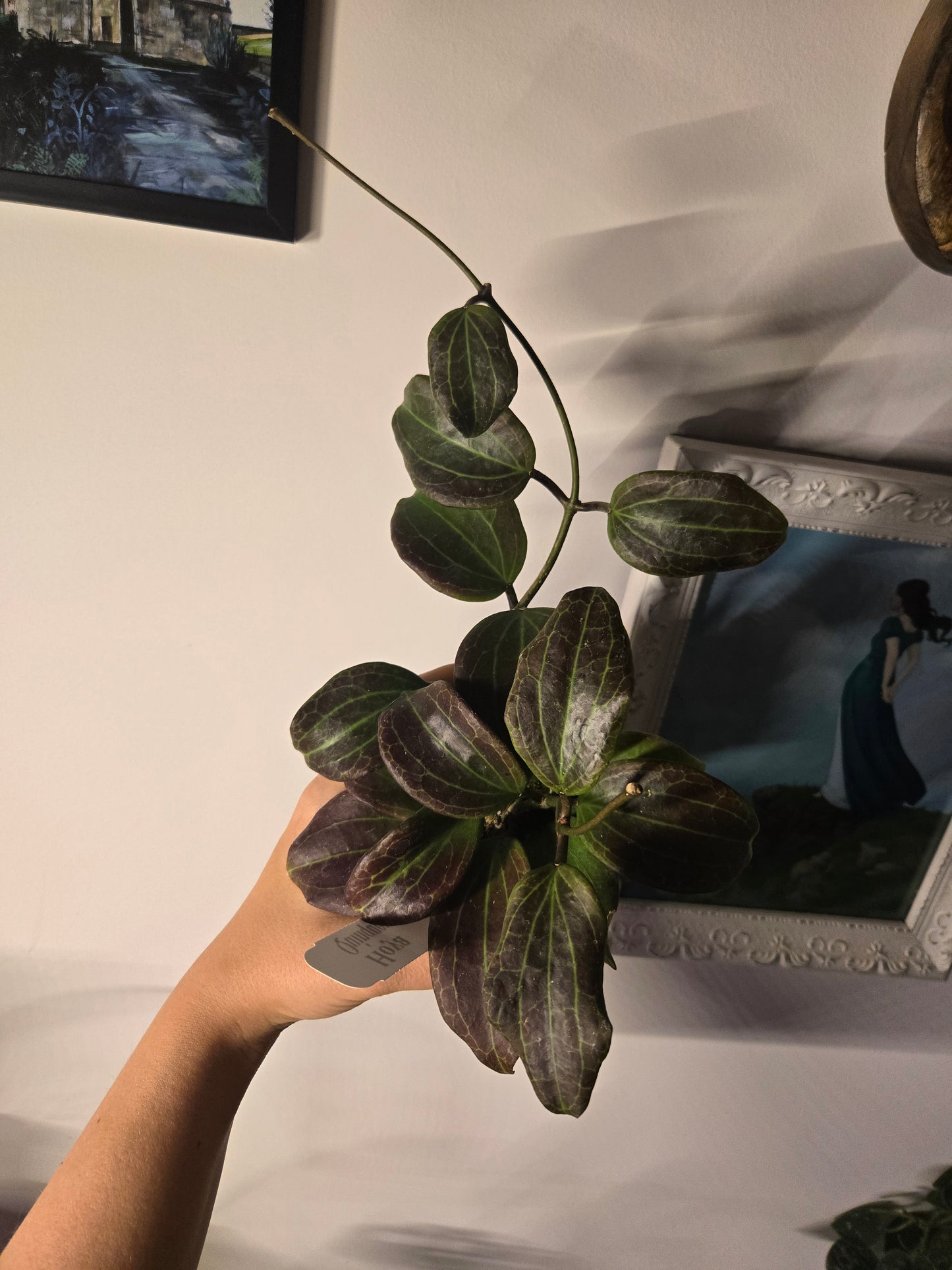 Hoya Speckled Pubicalyx