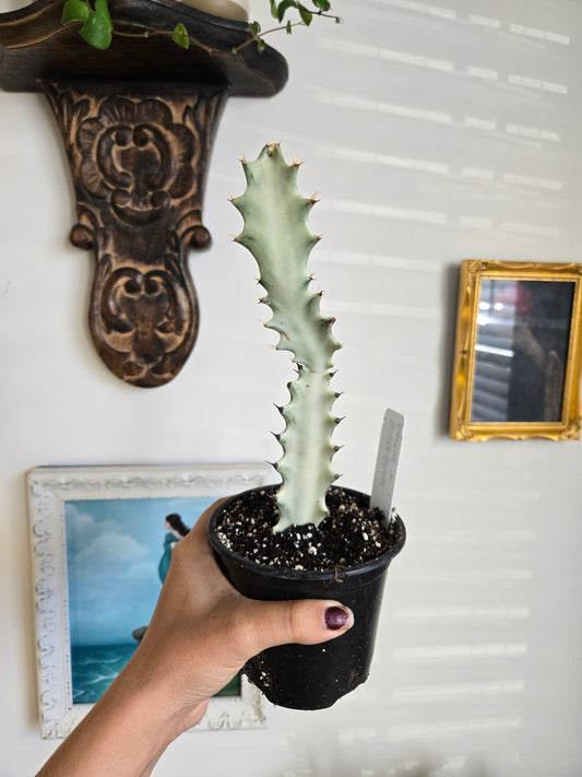 Small Ghost Cactus