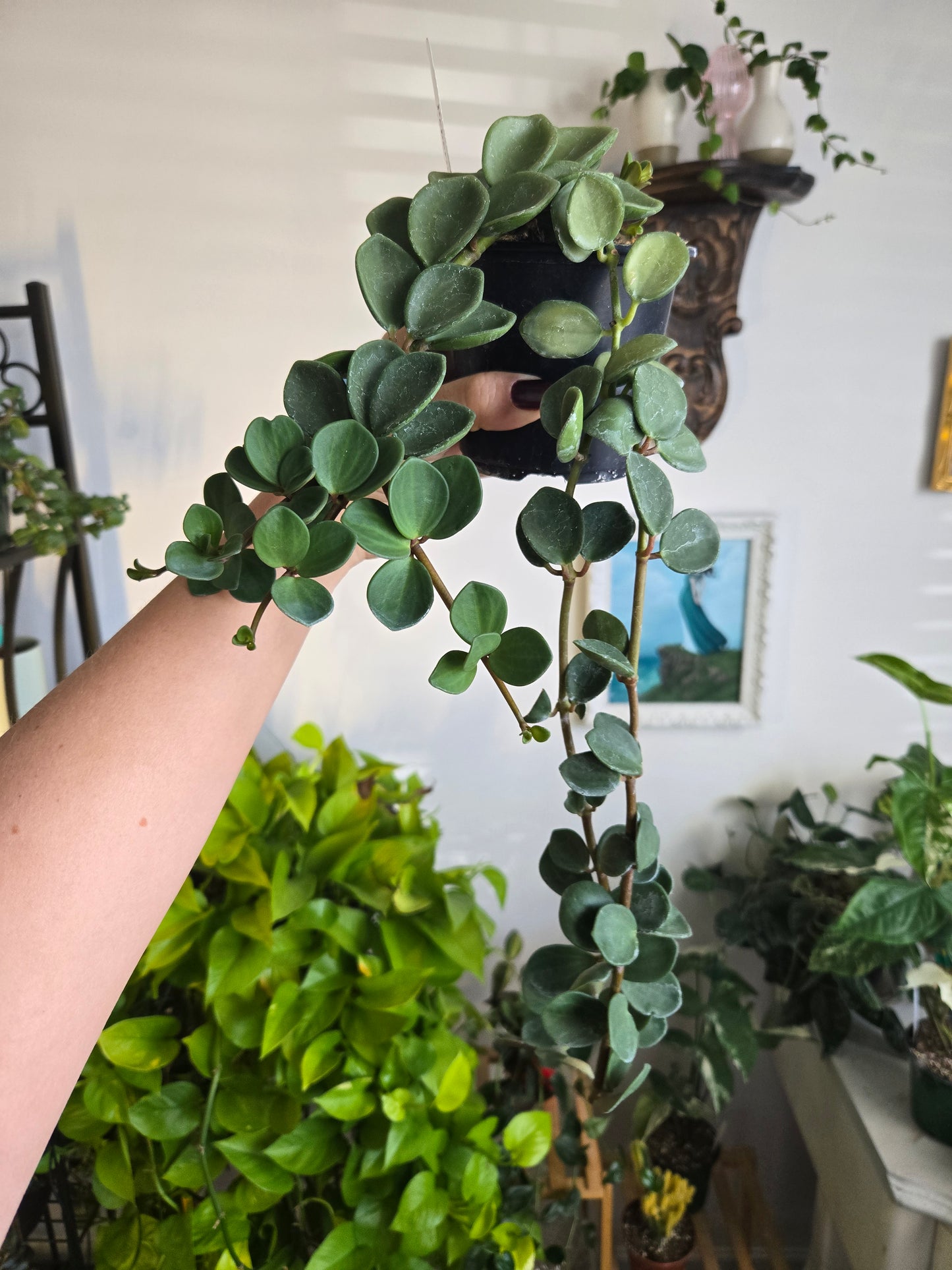 Long Peperomia Hope