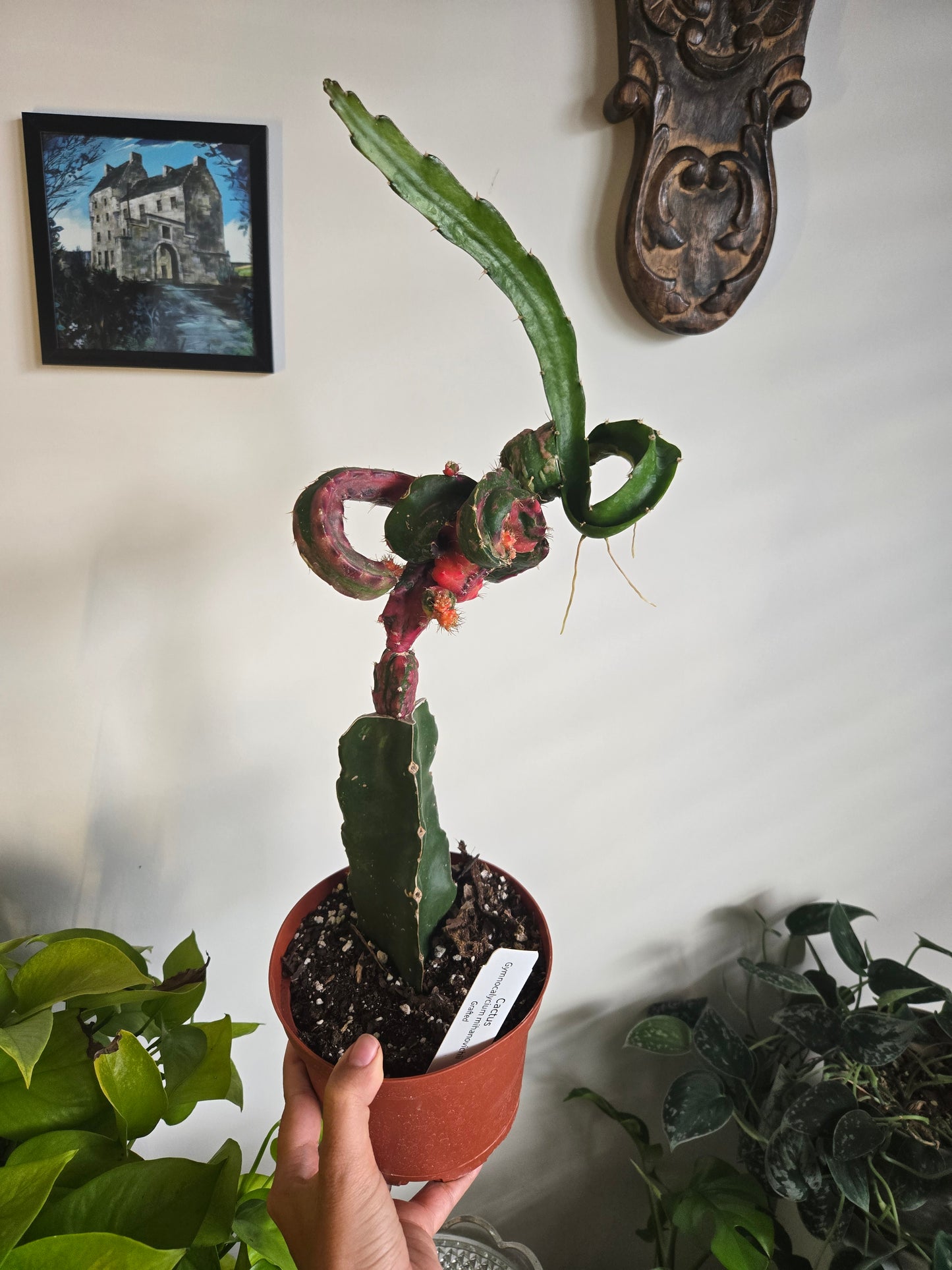 Hylocalycium Chimera