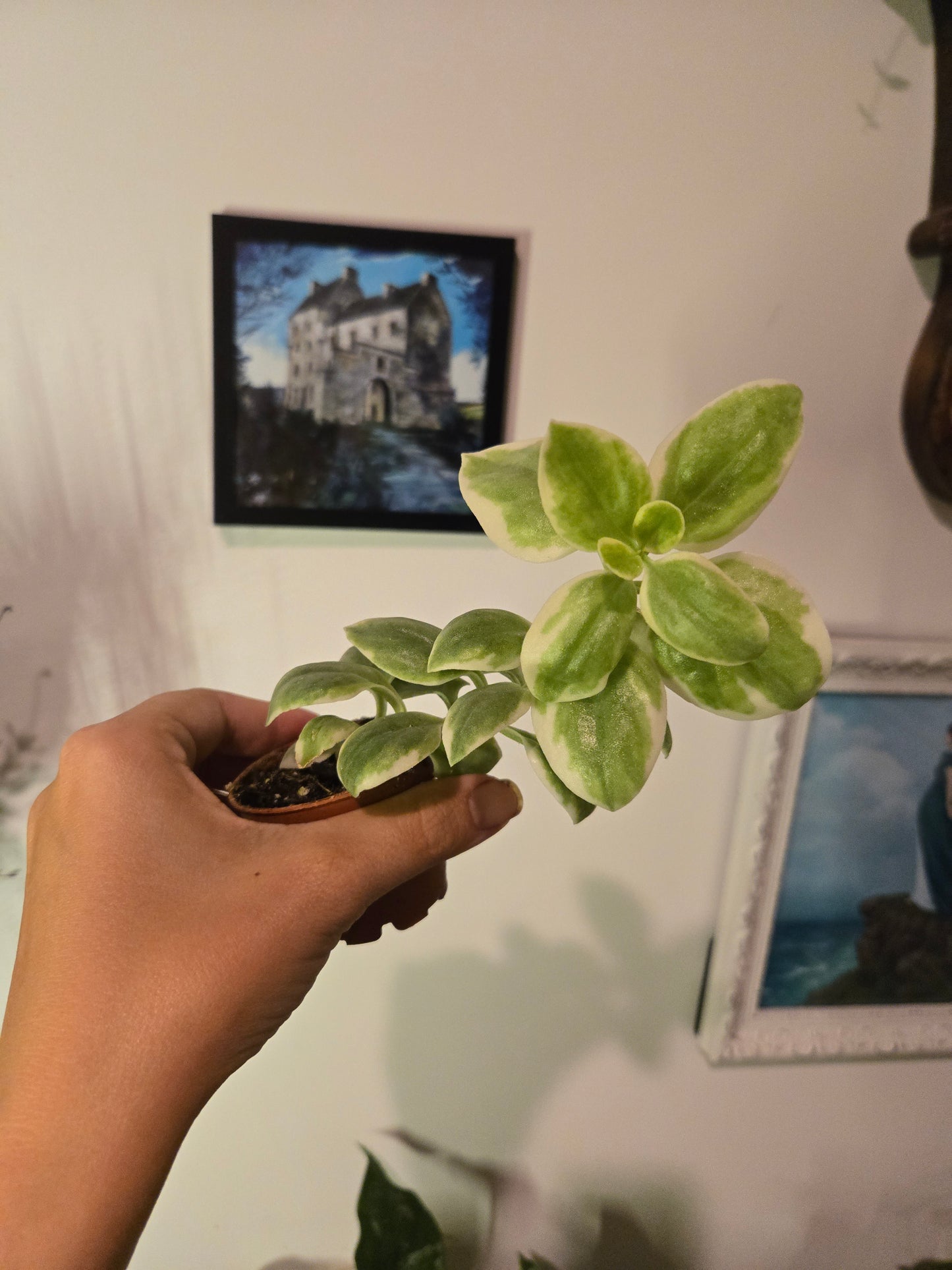 Variegated Cupid Peperomia