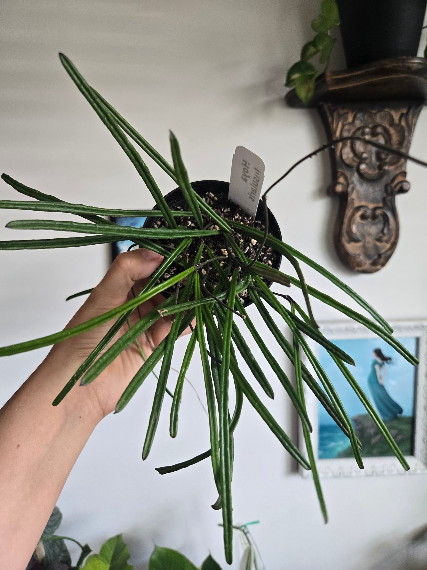 Hoya Insularis