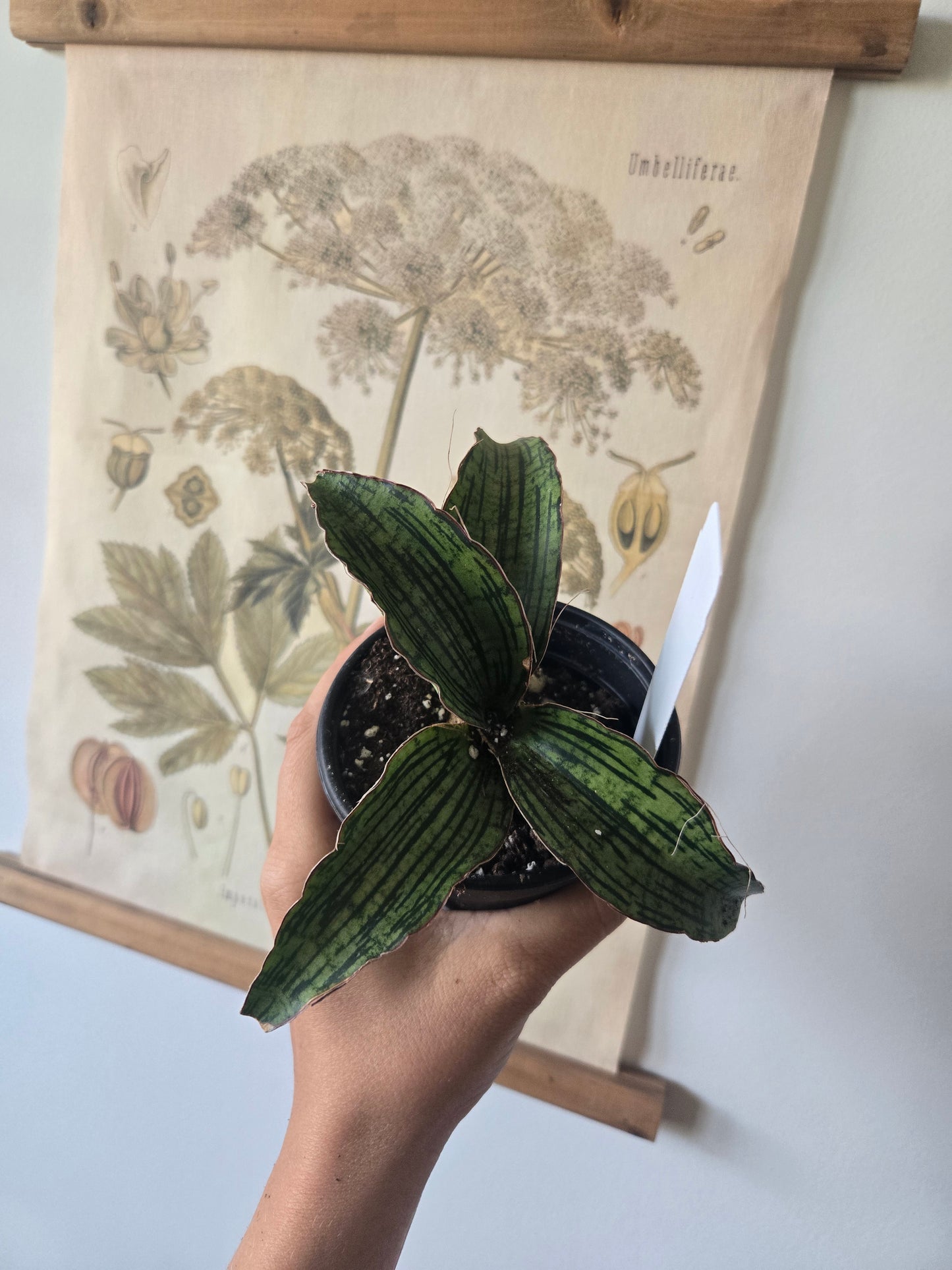 Sansevieria Cleopatra