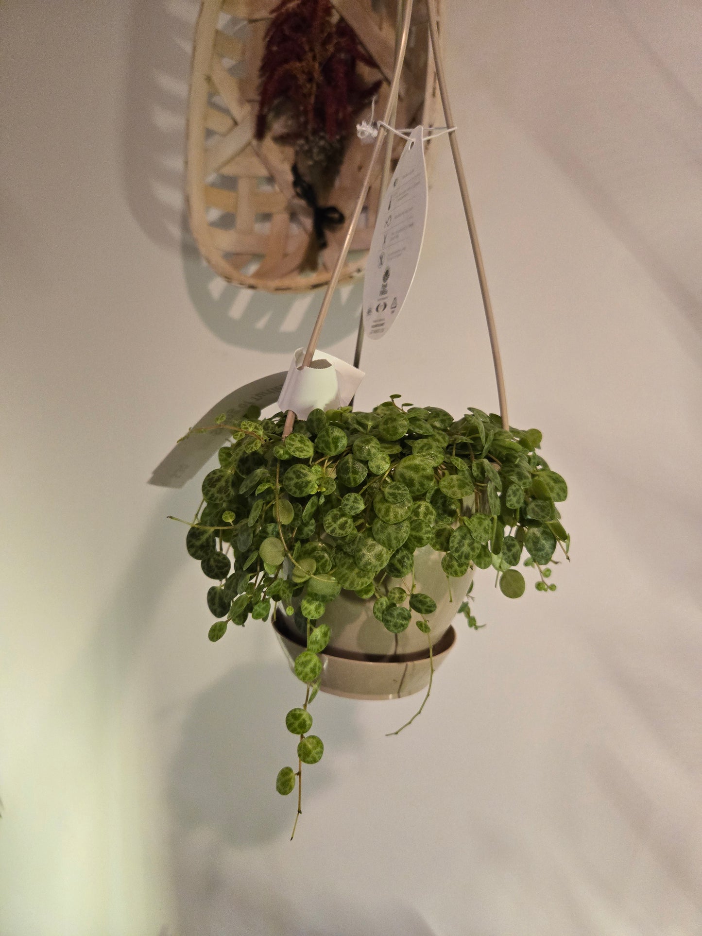 String of Turtles Hanging Basket