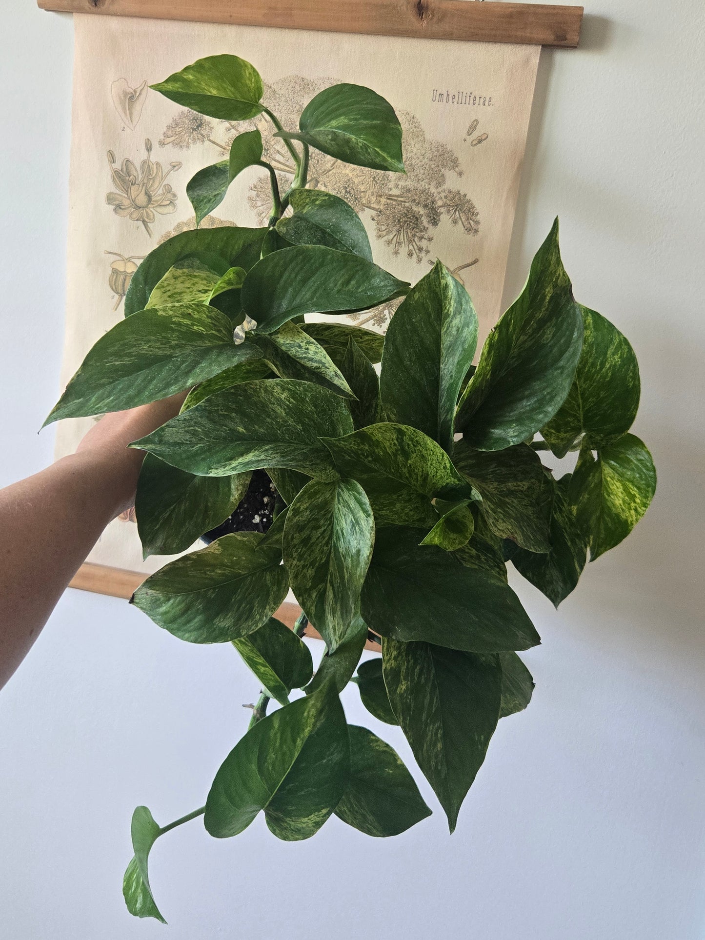 Marble Queen Pothos