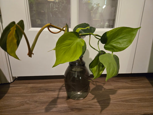 Palm Tree Decanter Vase w/ Brazil Philodendron